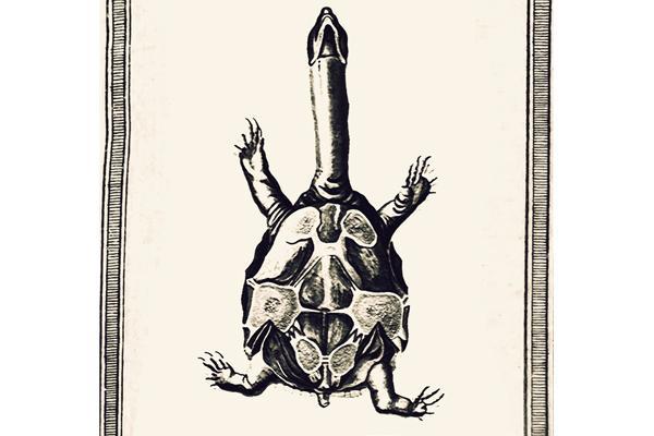 On Turtles and Dragons Book Cover